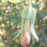 Canarina canariensis Fruit