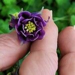 Aquilegia nigricans Flor