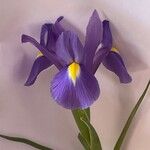 Iris xiphium Fleur