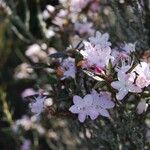 Rhododendron pubescens Flor