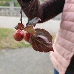 Prunus cerasifera पत्ता