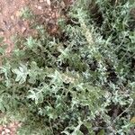 Buddleja scordioides Hoja