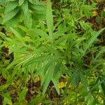 Ambrosia trifida Лист