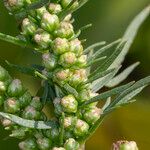 Artemisia biennis Flower