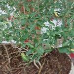 Serissa japonica Hoja