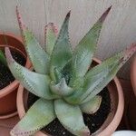 Aloe ferox Folha