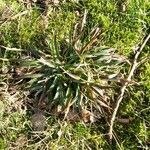 Carex plantaginea Leaf