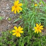 Coreopsis auriculata 花