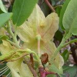 Rhododendron triflorum Flower