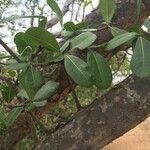 Manilkara mochisia Habit