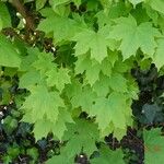 Acer platanoides Hostoa