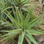 Dyckia encholirioides Fulla