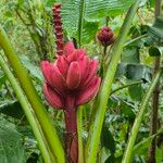 Musa velutina Flor