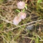 Trifolium arvenseFlower