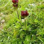Gentiana purpurea 花