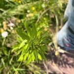 Oenothera parviflora 葉