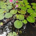 Nymphaea rubra Leaf