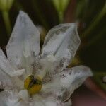 Triteleia hyacinthina Kwiat