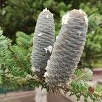 Abies koreana Vaisius