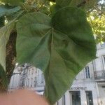 Paulownia tomentosa 葉