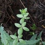 Galium circaezans Leaf