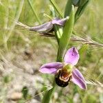 Ophrys apiferaBlomst