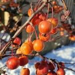 Malus baccata Fruit