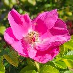 Rosa rugosa फूल