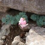 Dicentra peregrina Flower