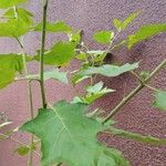 Solanum torvum Leaf