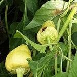 Capsicum annuum 果実