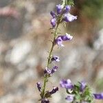 Anarrhinum bellidifolium Flor