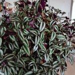 Tradescantia zebrina 葉