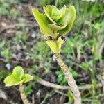 Kalanchoe densiflora Ліст