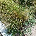 Carex testacea List