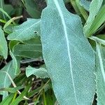 Senecio atratus Leaf