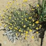 Helichrysum stoechas Flower