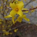 Forsythia × intermedia Flor