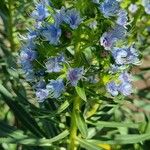 Echium callithyrsum Flower