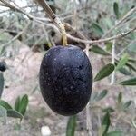 Olea europaea Φρούτο