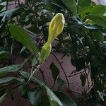 Solandra maxima Blüte