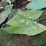 Garcinia intermedia Leaf