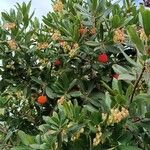 Arbutus × andrachnoides