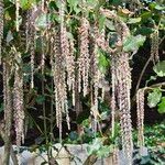 Garrya elliptica Flower