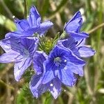 Veronica orsiniana Blüte