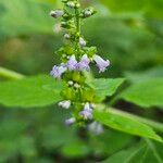 Cantinoa mutabilis Flower