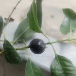 Santalum album Fruit