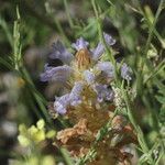 Orobanche nana Flower