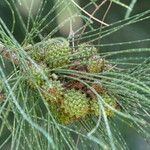 Casuarina cunninghamiana Ffrwyth