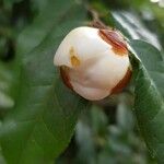 Camellia yunnanensis